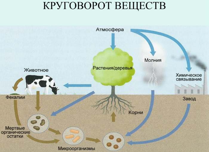 Круговорот веществ в природе